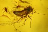 Fossil Caddisfly (Trichoptera) and Fly (Diptera) in Baltic Amber #207548-1